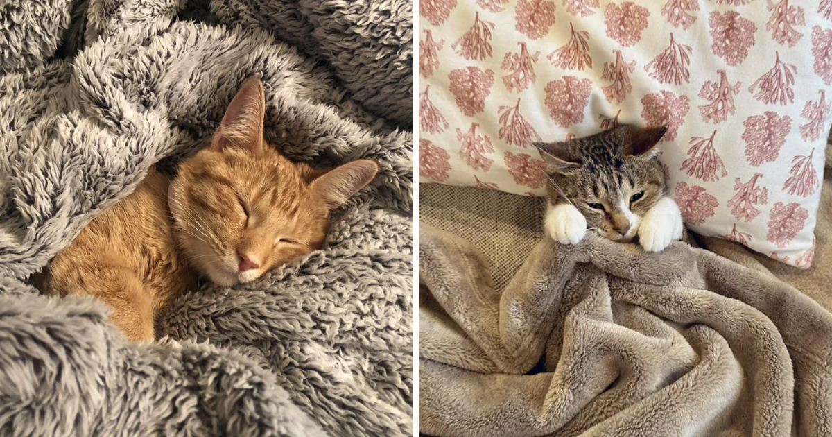 Happy Kitty Sleepy Kitty 20 Pictures Of Cats Tucked Into Bed While