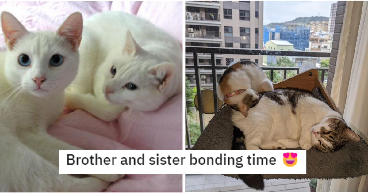 Furreal Adorable Kitty Siblings 16 Sibling Cats To Prove That More Cats Is Always Better I