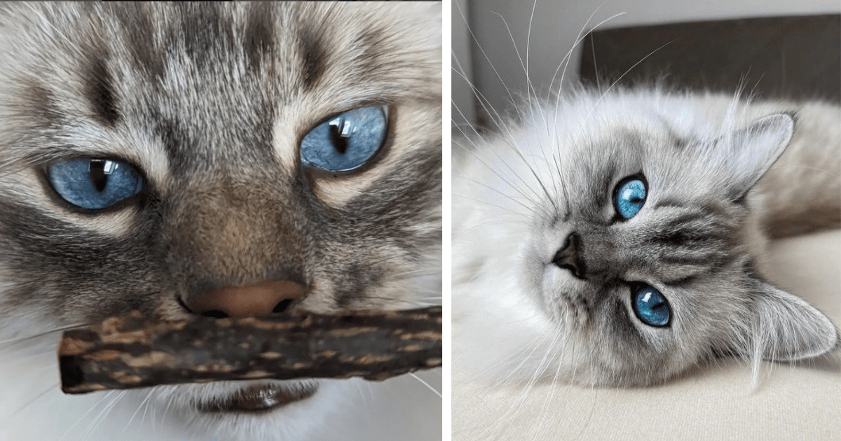 20-stunning-blue-eyed-cats-with-a-stare-as-deep-as-the-ocean-i-can