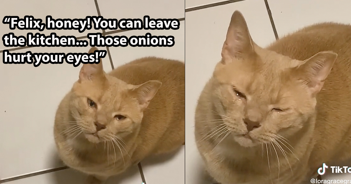 Onion cat 2024