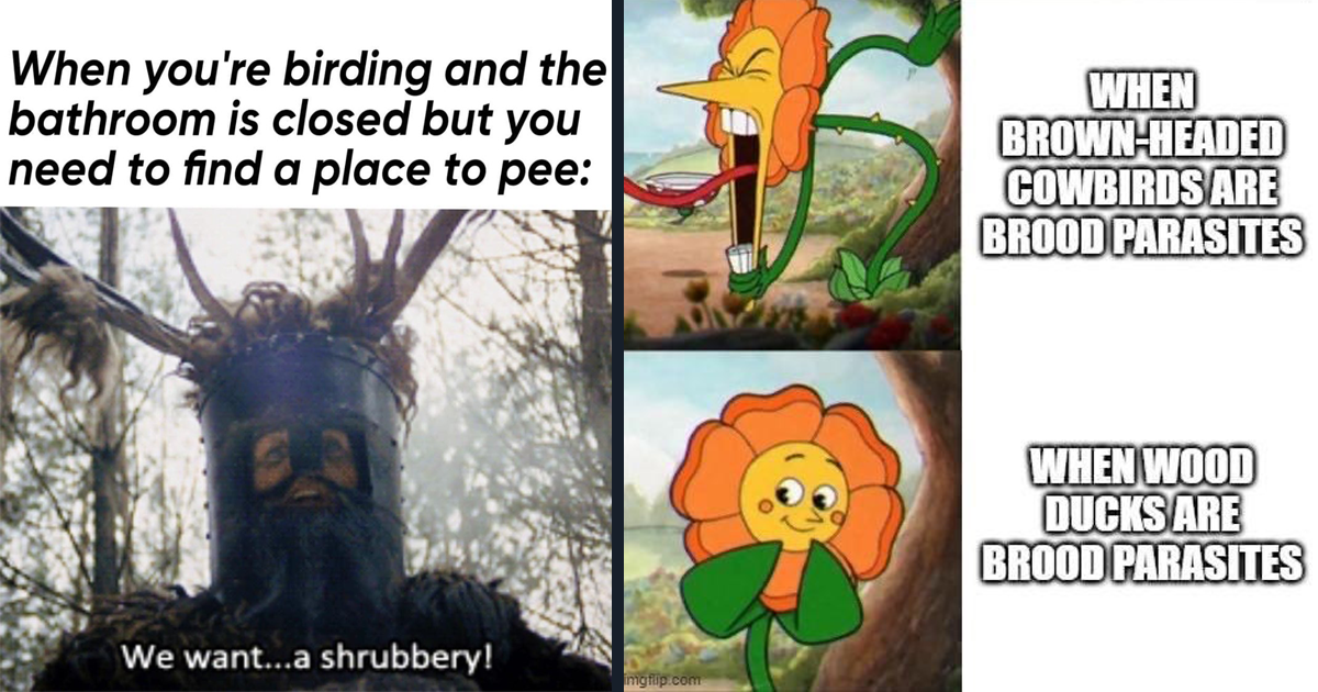 Birdwatching Memes For All the Birders Who Are Excited For Spring ...