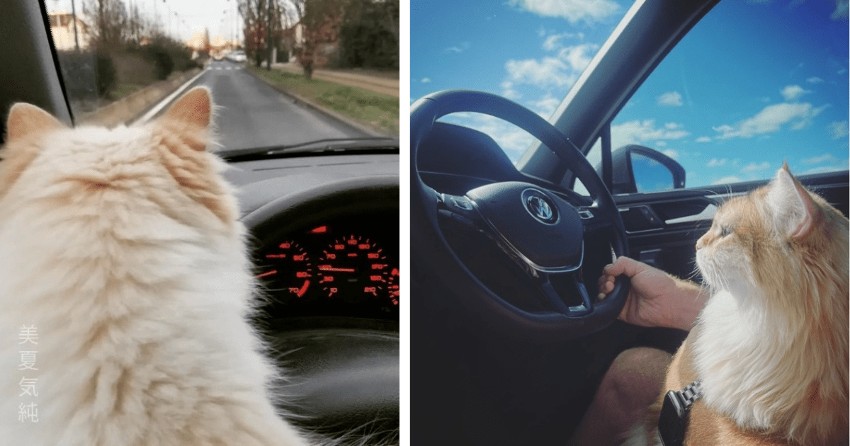 Cats In Cars Getting Catnip: 20 Pictures Of The Fast And The Furr-iest 