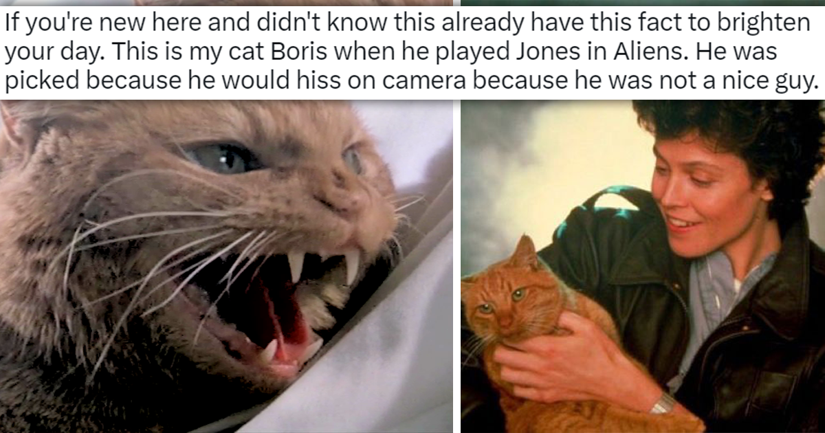 'He Would Hiss On Camera Because He Is Not A Nice Guy' A Pawmazing