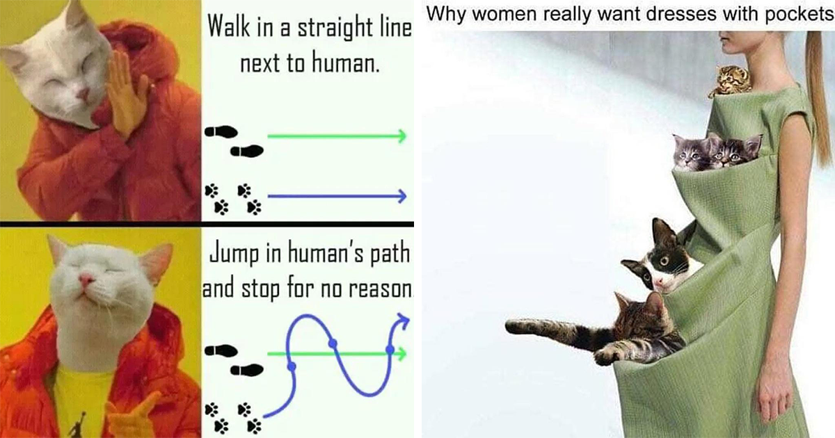 Happy Caturday Memes For Everyone Who Needs A Laugh 20+ Funniest Memes