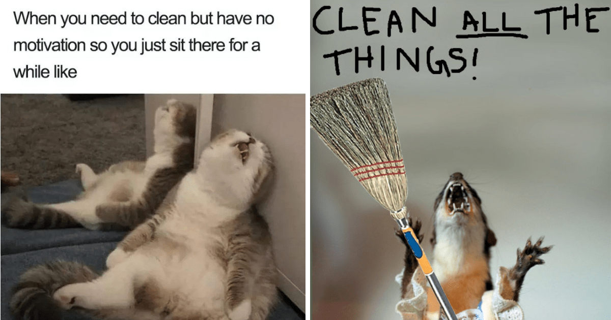 clean animal memes
