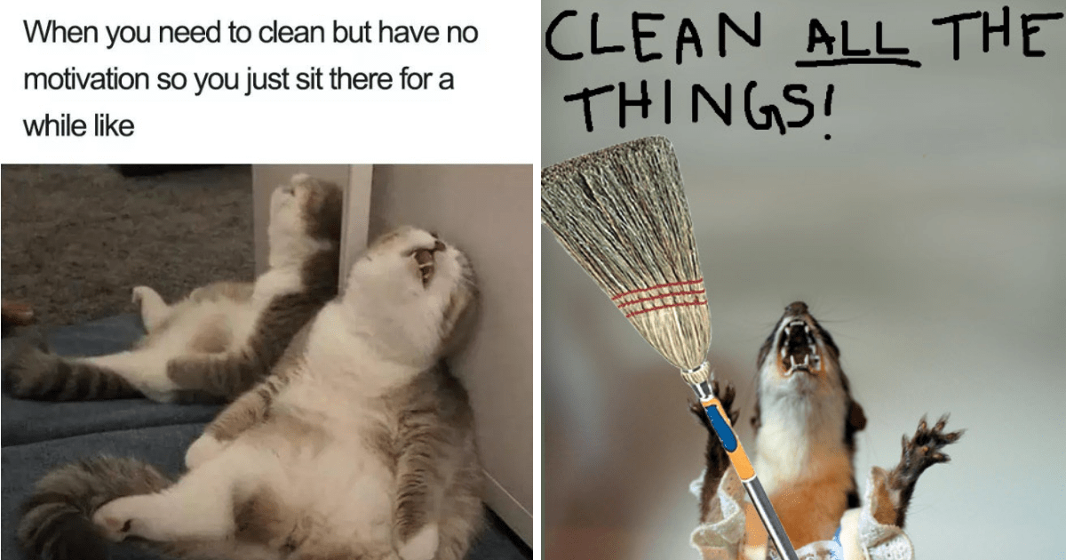 Furry Friends Vs Spring Cleaning 15 Funny Animal Memes That