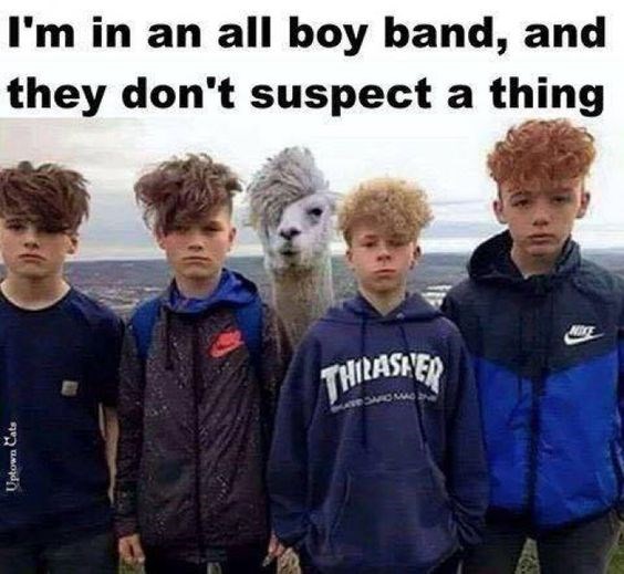 Funny Lama Memes Found On The Internet I Can Has Cheezburger   Funny Pictures And Memes Of Llamas