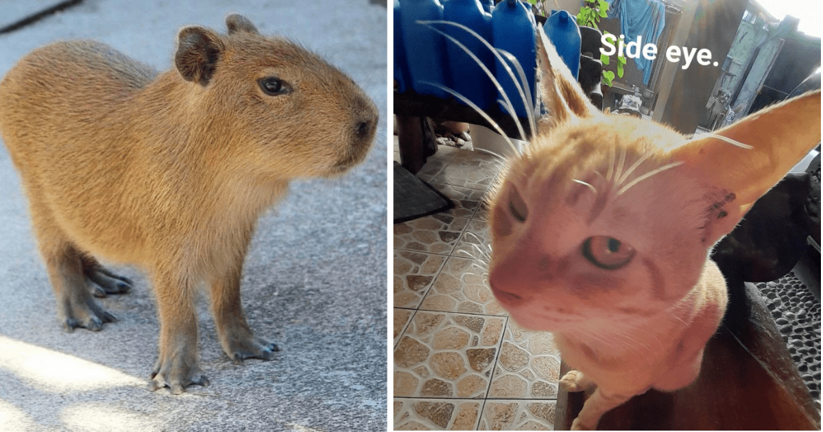 17 Animals From The Whole Animal Kingdom Giving You Bombastic Side Eyes