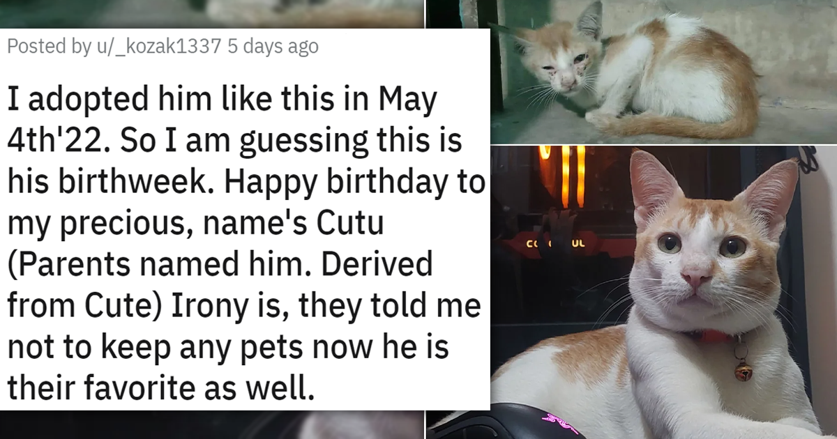 Meet The Newly Adopted Faces Of The Week: 17 Wholesome Cat Adoption ...