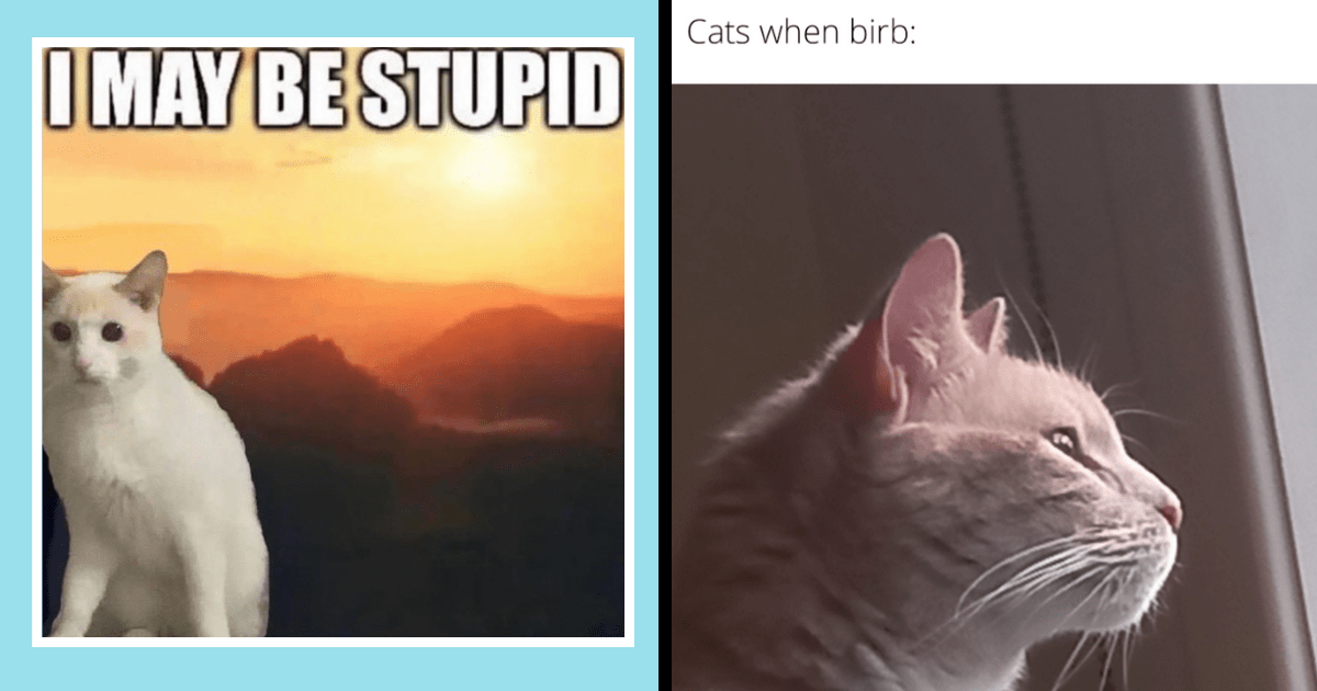 Cats Cat Memes Cat Memes Stupid Cats Hilarious 2023 Funny Lol Meme Relatable Relatable Cat Memes