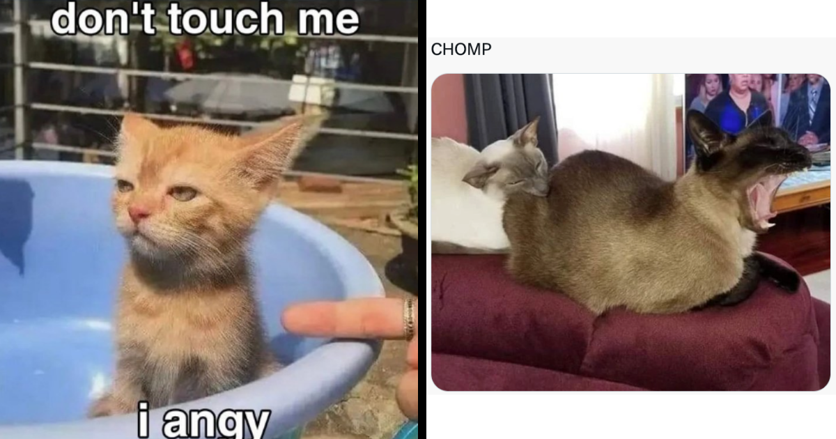 Rebellious Cat Memes That Will Bring Out The Feisty Anarchist In All Of 