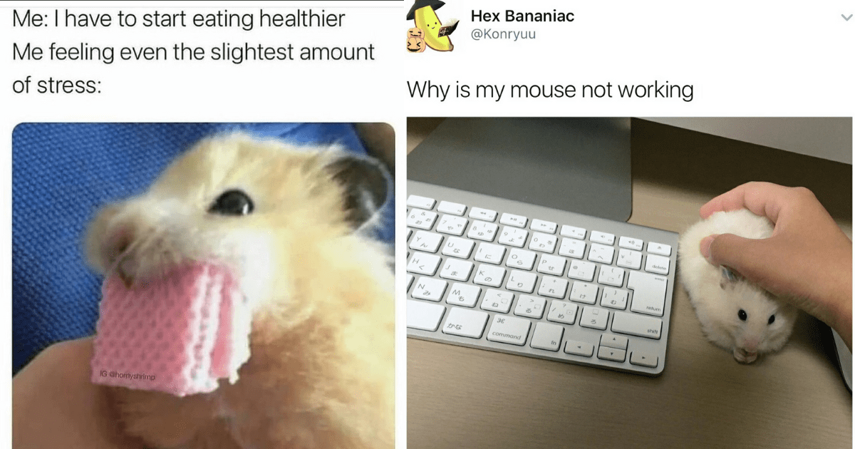 Hamster meme