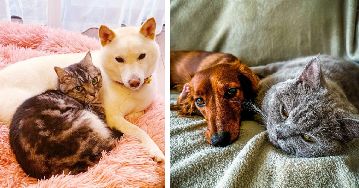 Furry Friendship 20 Heartwarming Pictures Of Cats And Dogs Getting