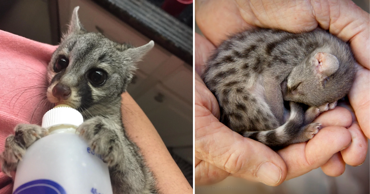 Genet store cat pet