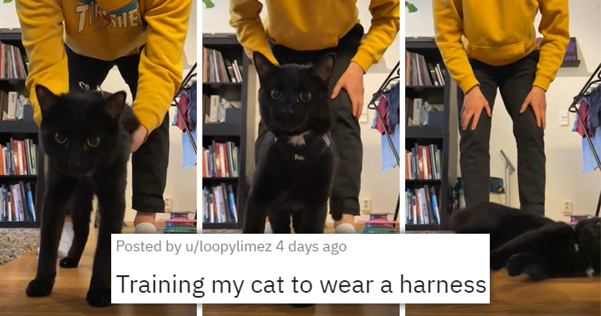 Hissterical Reactions Cats Have When People Attempt To Train Them To