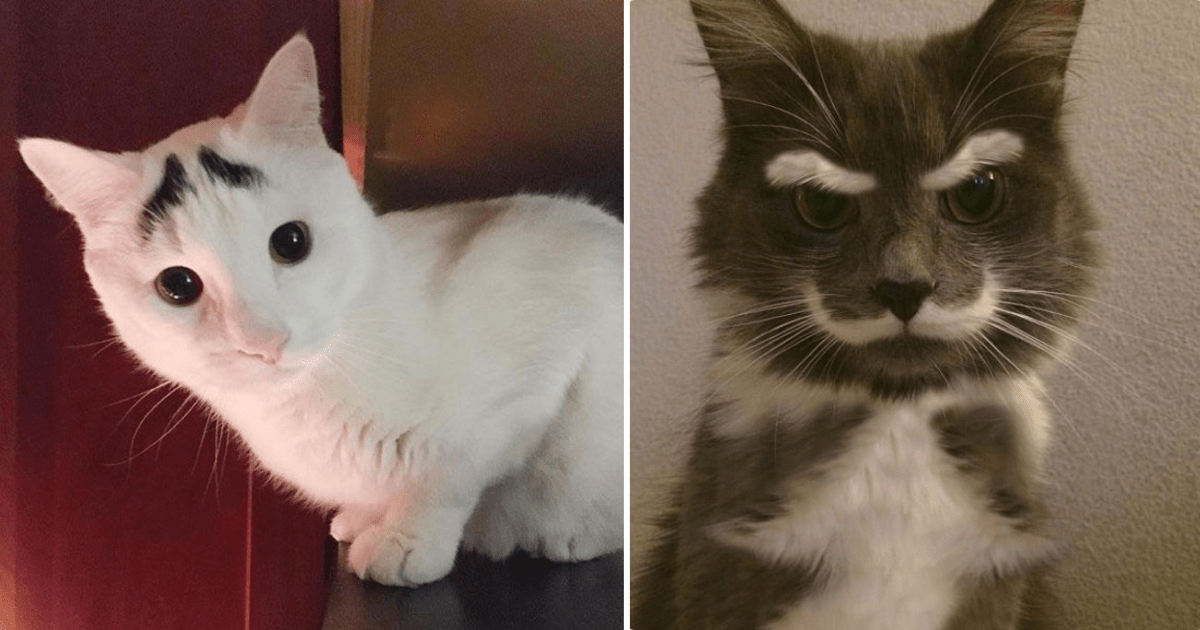 cats with mustaches and eyebrows