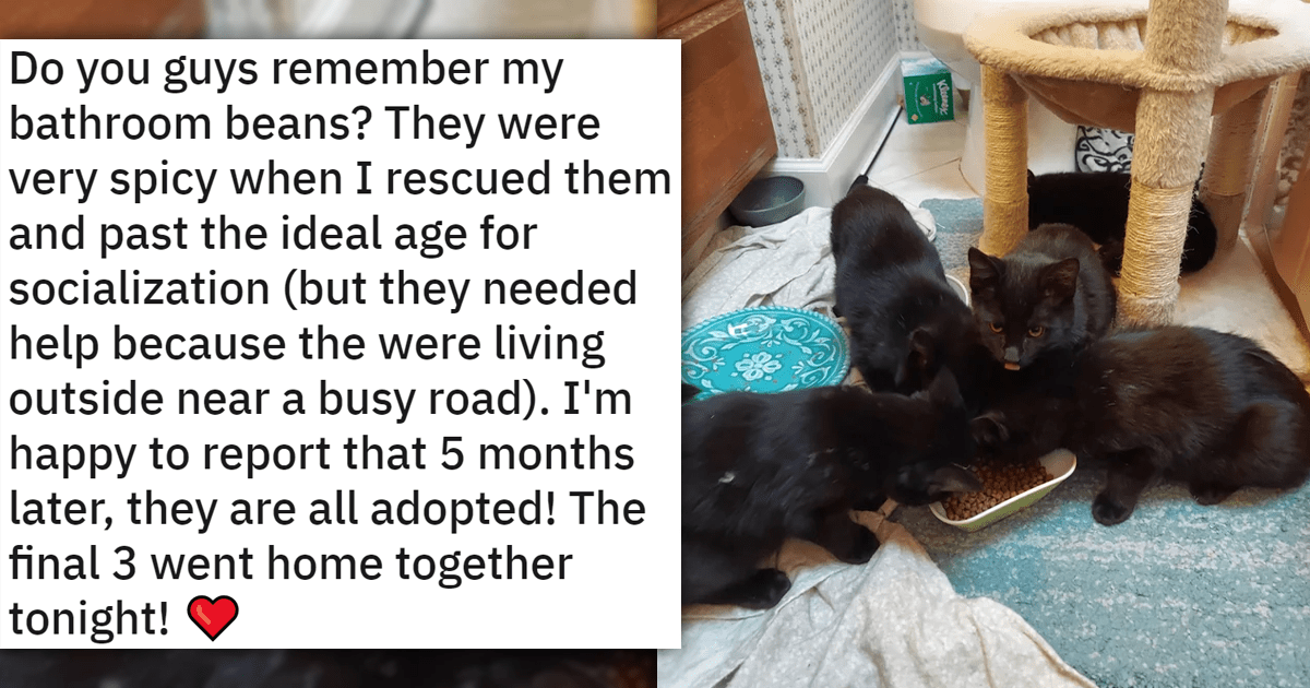 Meet The Newly Adopted Faces Of The Week: 17 Wholesome Cat Adoption ...