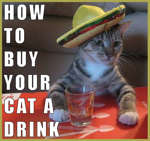 https://i.chzbgr.com/original/2020101/hB14DA1AB/cover-photo-of-cat-wearing-a-sombrero-and-a-shot-glass-caption-how-to-buy-your-cat-a-drink