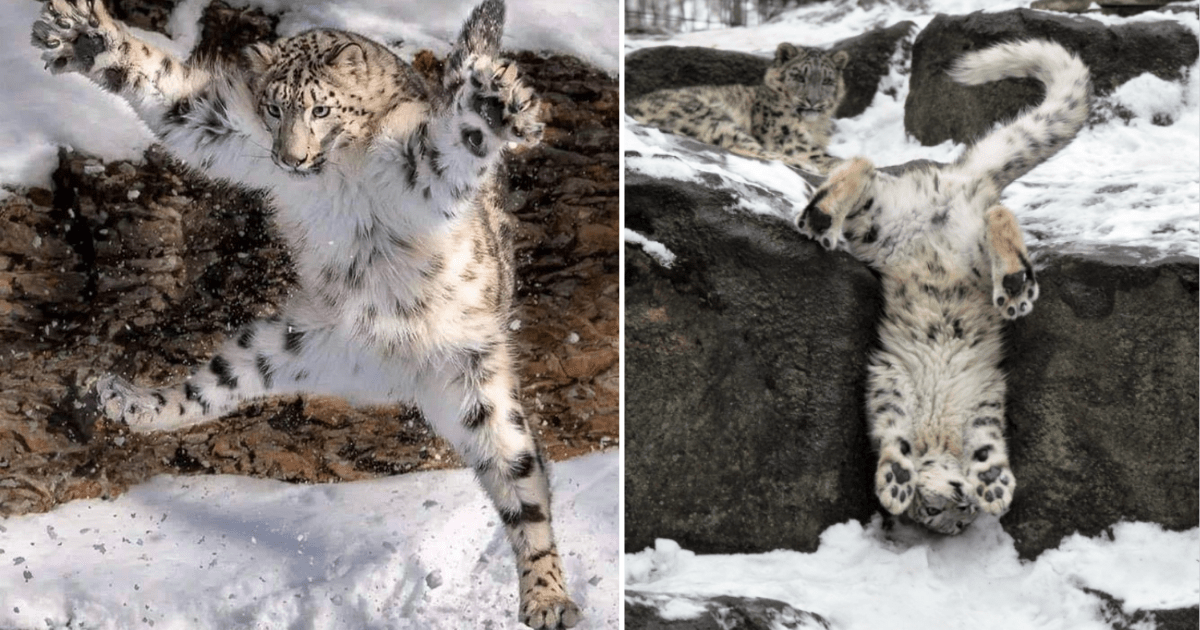 25+ Snow Leopard Coloring Pages