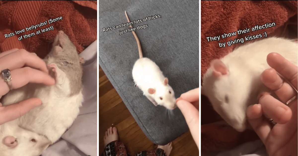 Rats that look like sales dogs