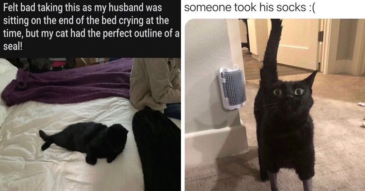 Start Your Caturday Purrfectly With The 24 Funniest Cat Memes Of The