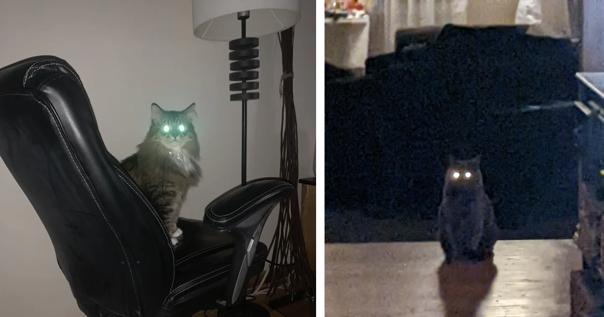 Laser Eyes 20 Comical Snapshots Of Cats Sporting GlowInTheDark Eyes
