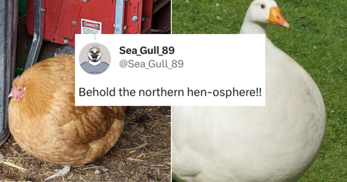 People React To Chicken That Is So Thick That It Basically Became A