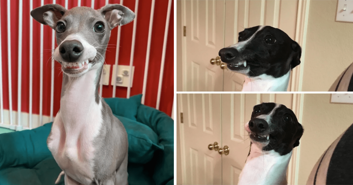 Italian hot sale greyhound smiling