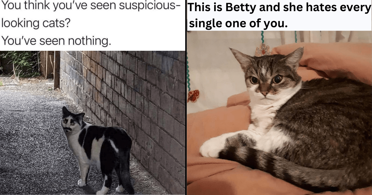 24 Purrfect Cat Memes To Turn A Frown Upside Down - I Can Has Cheezburger?