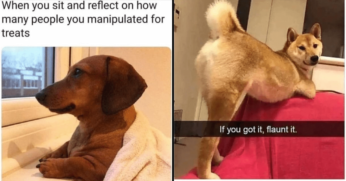 Doggie dump of dopamine to ride until the end of the work week may 2