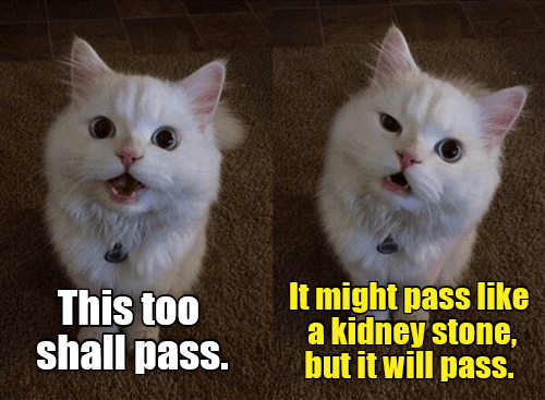 Top 10 Cat Memes of The Week - Cheezburger's Users Edition 1 - I Can