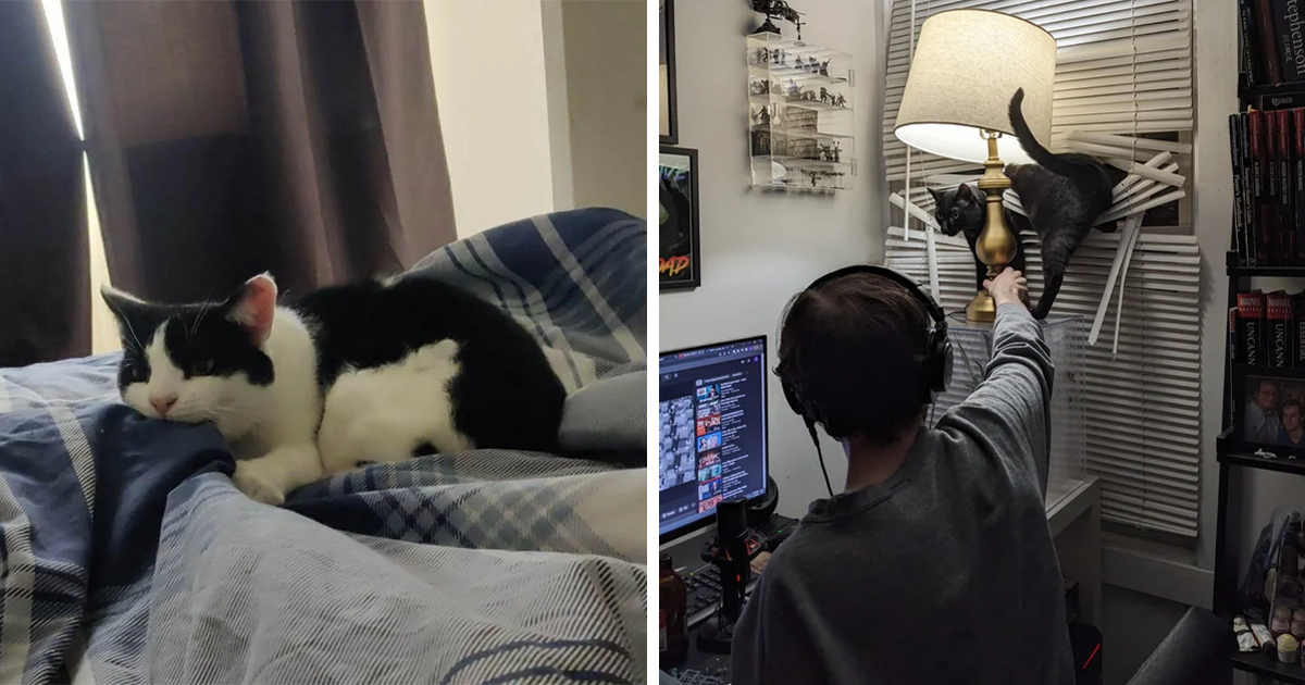 18 Funny Photos Of Jerk Cats Being The Biggest Jerks To Ever Jerk I