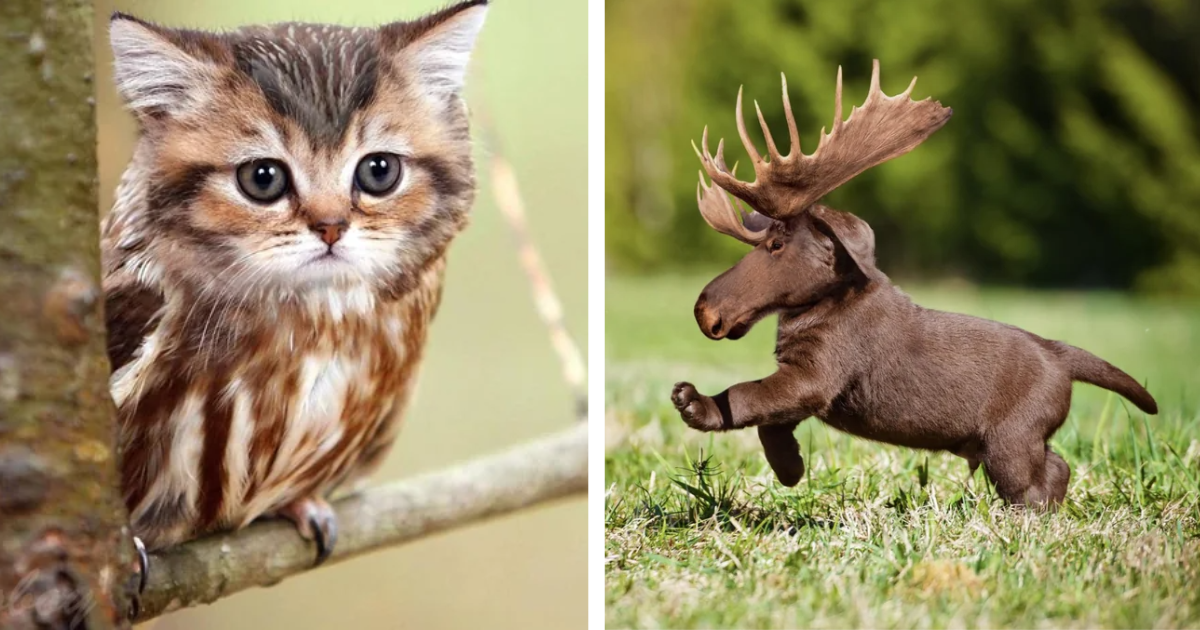two animals combined photoshop