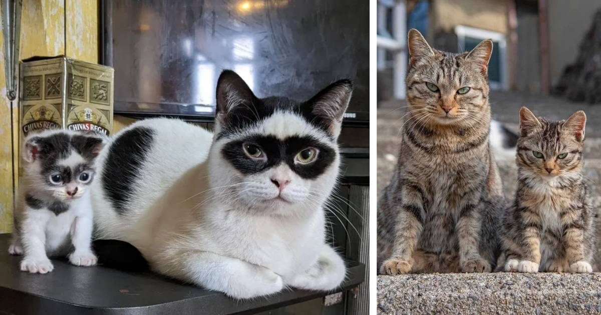 Copycat Cuddles: 21 Adorable Photos Of Cats And Their Mini-Me Offspring ...