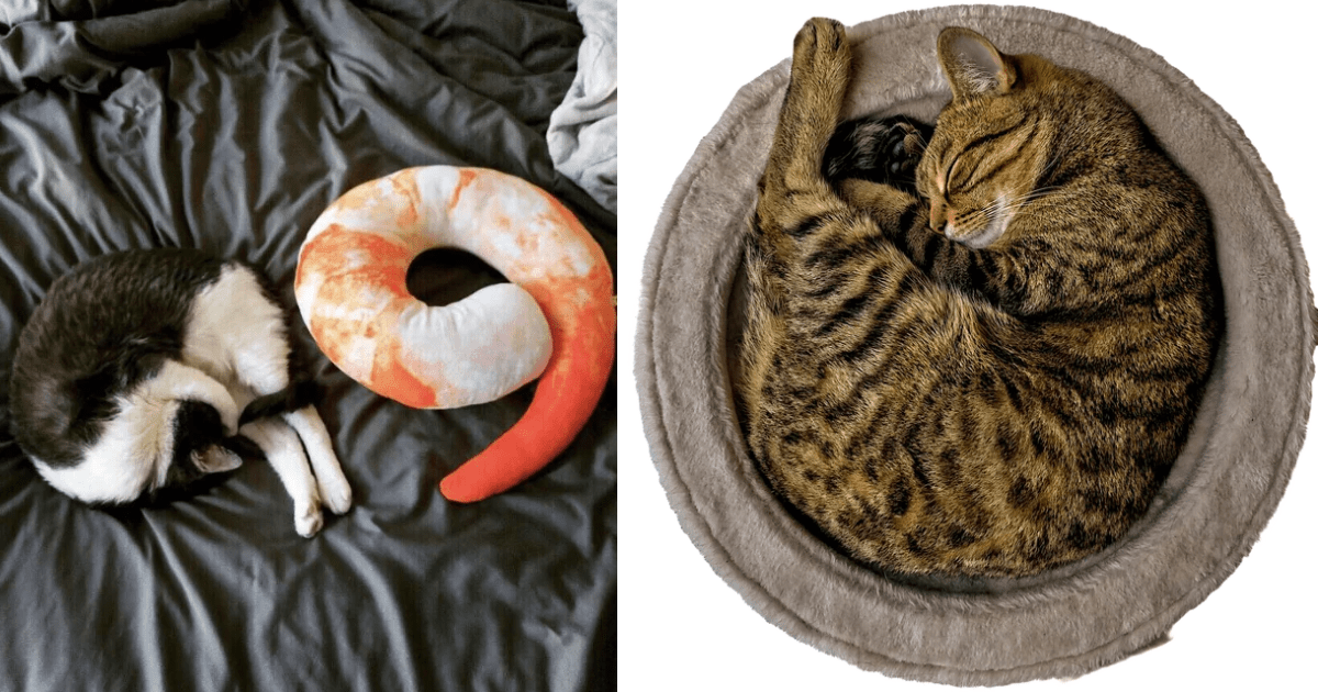 Shrimply Adorable 23 Cats Mastering The Art Of Shrimping I Can