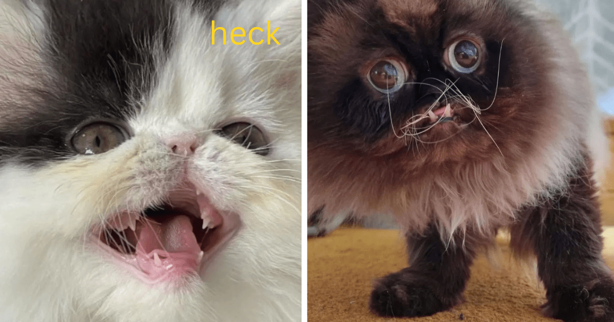 Find the beauty in ugly cute cats that are still lovable