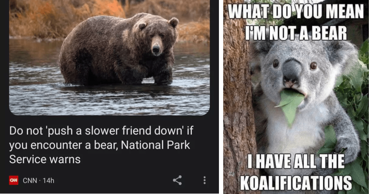 Unbearably Funny: 21 Bear Memes That Are Pawsitively Hysterical ...