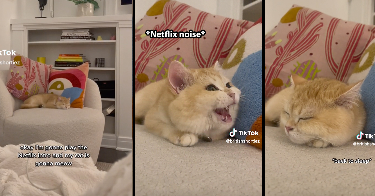 Mystery Surrounds Cat Who Has 'Unexpected' Reaction to the Netflix Sound
