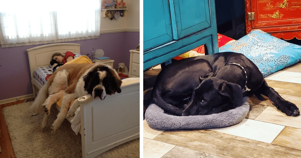 Bed-Sized Bloopers: 21 Hilarious Pics Of Dogs Who Outgrew Their Beds ...