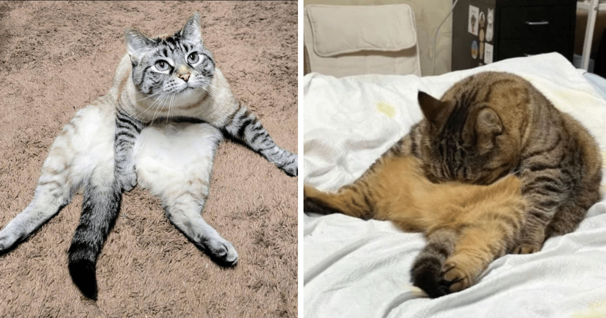 17 Kittens Sitting Up Using Their Slinky, Noodley Or Maybe NonExistent