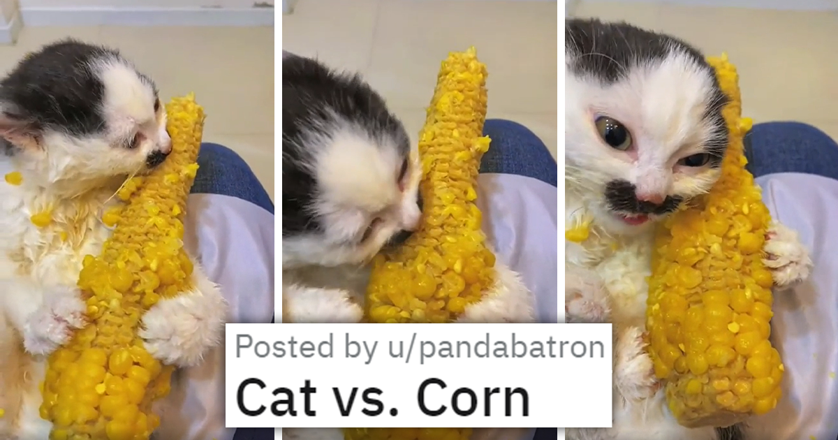 Cat eating corn sale