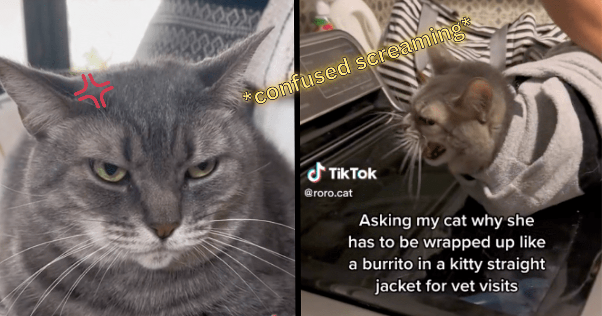 Cat in outlet straight jacket