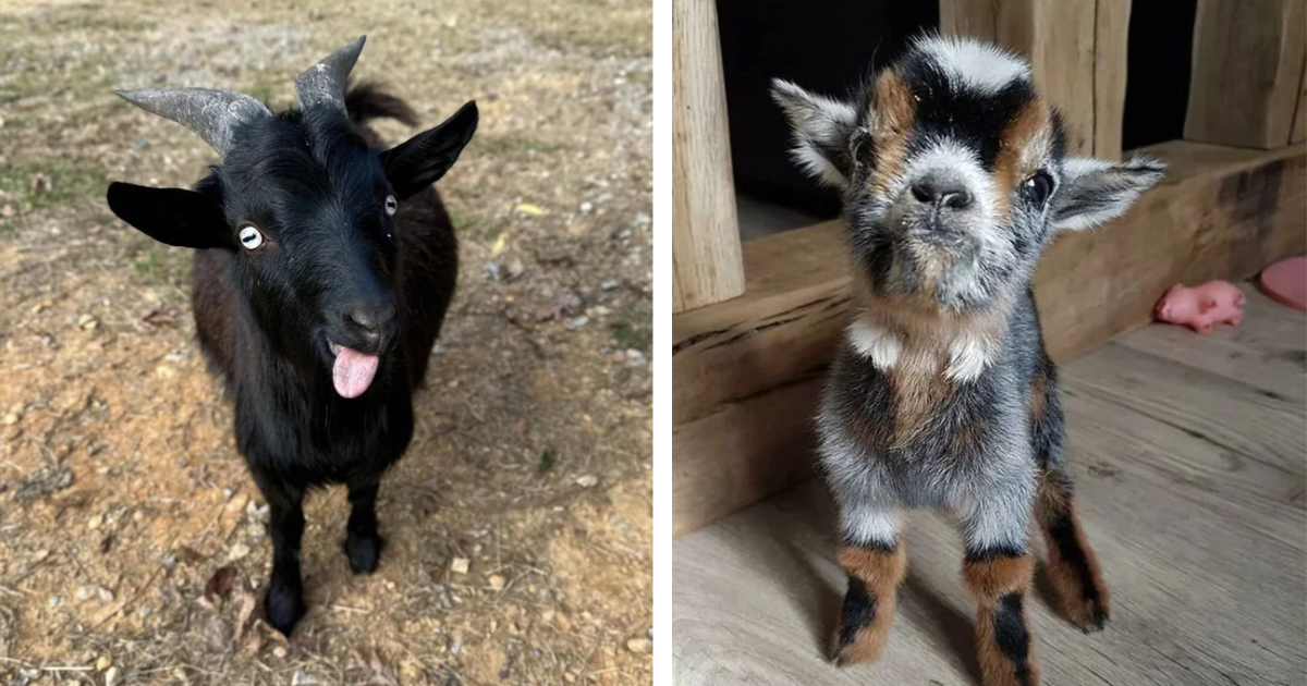 Beware The Cuteness 18 Deceptively Adorable Baby Goats Animal Comedy