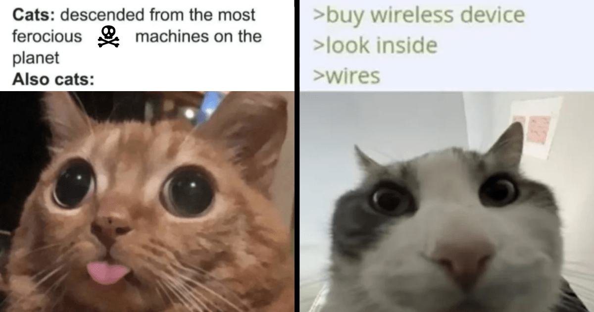 good cat meme