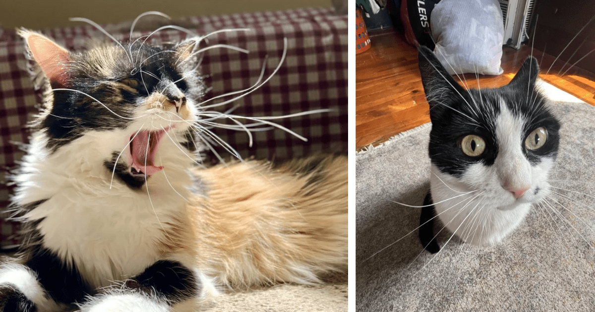 Whisker Wonderland: 18 Felines Flaunting Their Fabulous Fringe - I Can ...