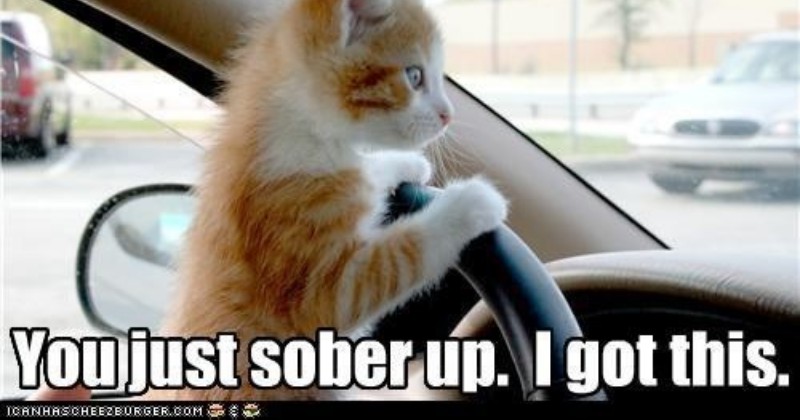 Funny Memes Of Cats Dogs And Moving Vehicles I Can Has Cheezburger