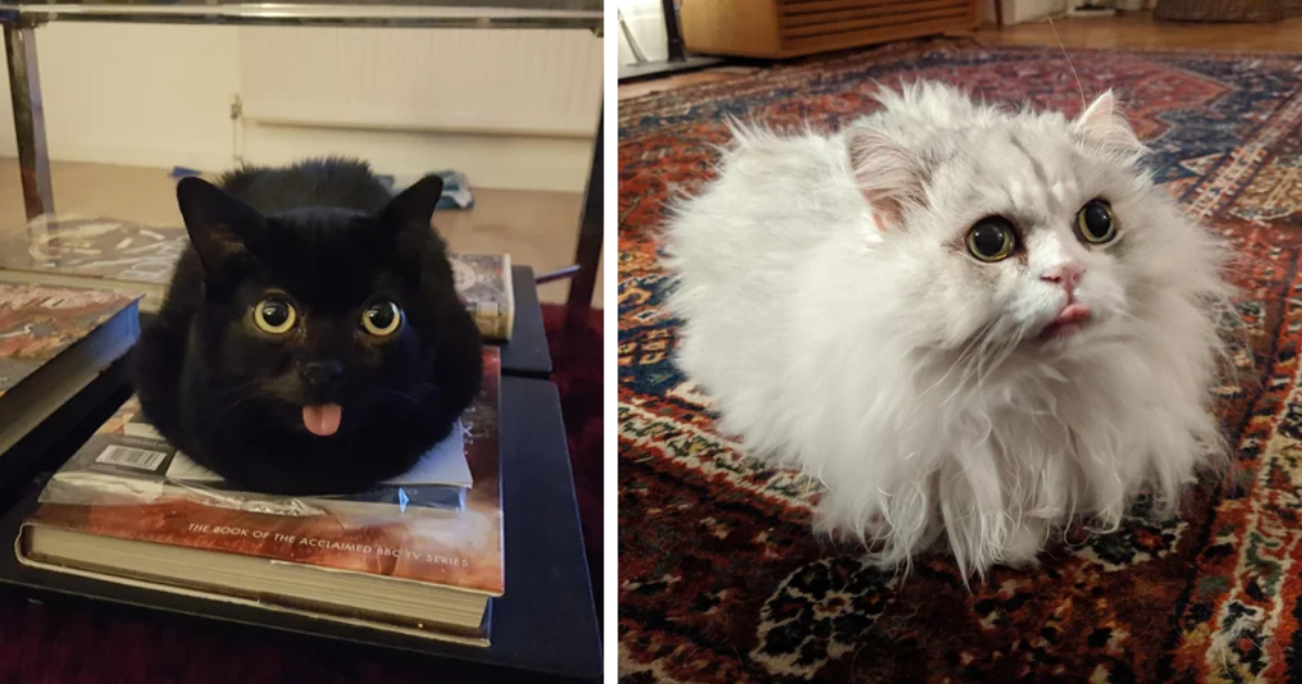 Blep Loaf Bonanza: Furry Baguettes With A Side Of Sass - I Can Has 