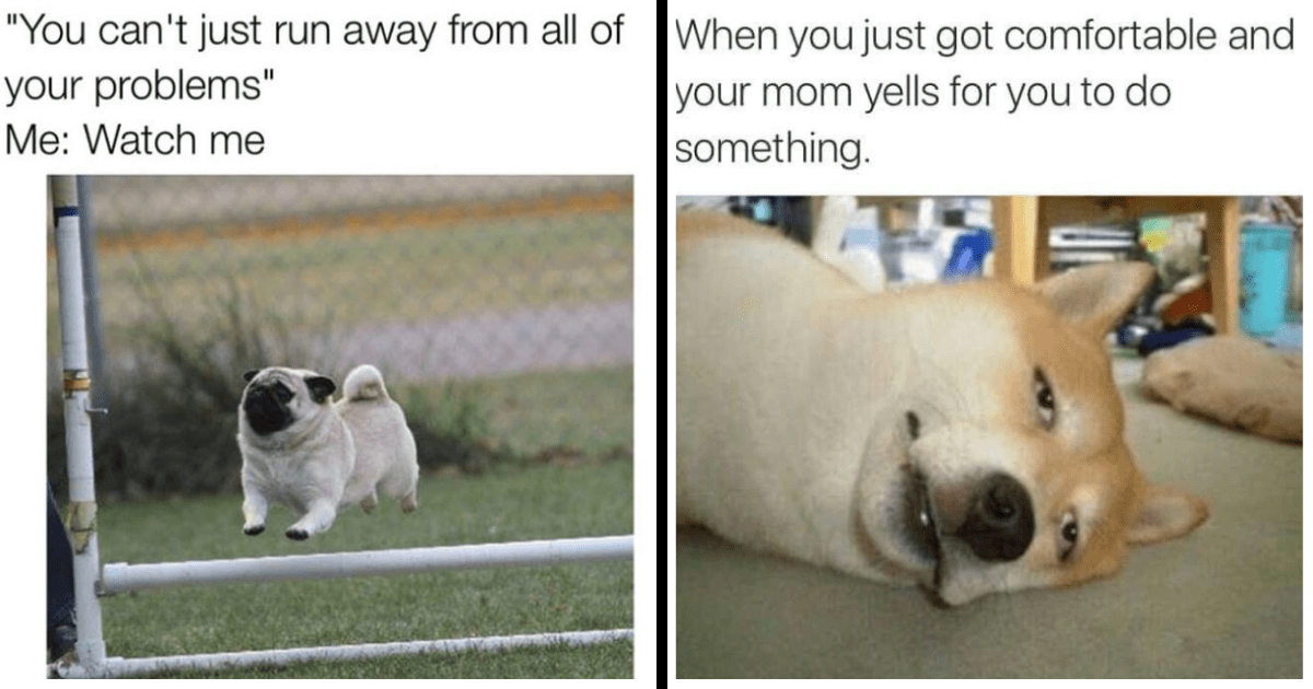Doggie Dump of 20+ Relatable Canine Memes for the Dog Lover in All of