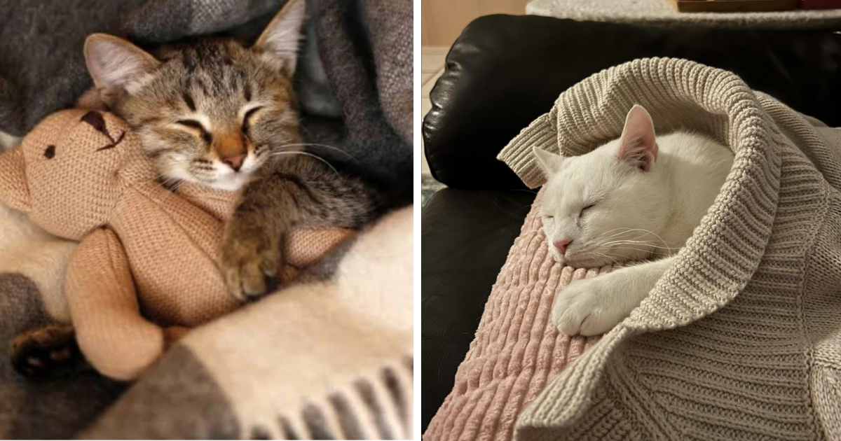 20 Tucked In Sleeping Kitties Snoozing Their Alarms That Should Be At