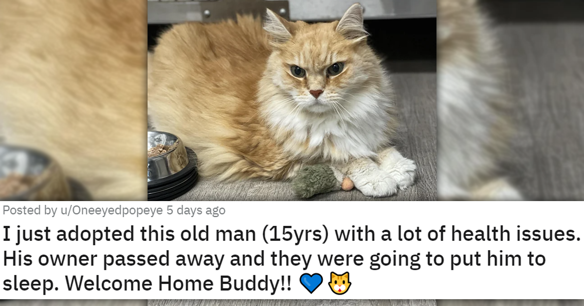 Meet The Newly Adopted Faces Of The Week 19 Wholesome Cat Adoption